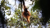 Ada juga yang sedang berayun di antara ranting pohon. (MTMA)