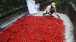 Begini Jurus Redam Inflasi yang Dipicu Harga Cabai