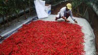 Penanaman melalui metode ini juga meningkatkan produksi dua kali lipat dan menjaga kualitas tanaman dari serangan hama.