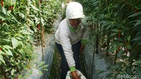 Pengembangan klaster penanaman cabai merah dengan metode sungkup dilakukan di Desa Gandatapa, Kecamatan Sumbang, Banyumas, Jawa Tengah.