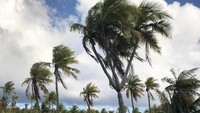Ada pohon kelapa unik di sana, namanya pohon kelapa 4 kepala. Sebab, batang pohonnya ada 4 (Andrew Evans/BBC Travel)