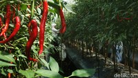 Penanaman cabai merah dengan metode sungkup ini dilakukan di lahan seluas 1,5 hektare.