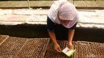 Begini Jurus Redam Inflasi yang Dipicu Harga Cabai