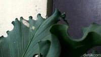 Setelah ditelusuri detikcom, daun gelombang cinta itu milik warga Kampung Jayaraga, Tarogong Kidul bernama Enung.