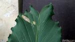 Penampakan Daun Mirip Wajah Manusia Gegerkan Warga Garut
