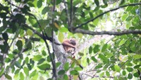 Setelah melewati panjangnya perjalanan yang penuh tantangan, akhirnya bertemu juga dengan orangutan Kalimantan. (MTMA)