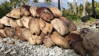 Untuk minum, sehari-hari masyarakat di sana meminum air kelapa. Banyak kelapa yang melimpah (Andrew Evans/BBC Travel)
