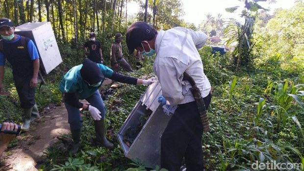 Tempuh Hutan Menanjak, IAR Lepas 15 Kukang Jawa di Gunung Sawal