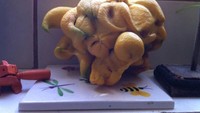 Bukan bangkai ikan atau fossil hewan. Benda aneh ini merupakan buah alpukat yang tak jadi tumbuh. Hii.. seram ya? Foto: Istimewa