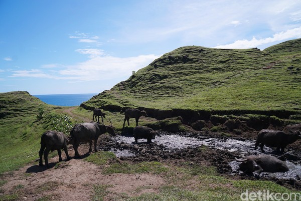 Jika terus menelusuri hingga puncak tertinggi, traveler bisa bertemu kawanan kerbau yang sedang mandi lumpur di kubangan. (Syanti/detikcom) Jika terus menelusuri hingga puncak tertinggi, traveler bisa bertemu kawanan kerbau yang sedang mandi lumpur di kubangan. (Syanti/detikcom)