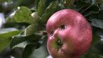 Mirip Monster! Buah-buahan Ini Punya Bentuk yang Aneh dan Menyeramkan