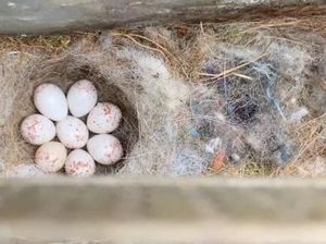 Kisah Burung Gelatik yang Dorong Pekerja di Kantor Ini Berhenti Merokok
