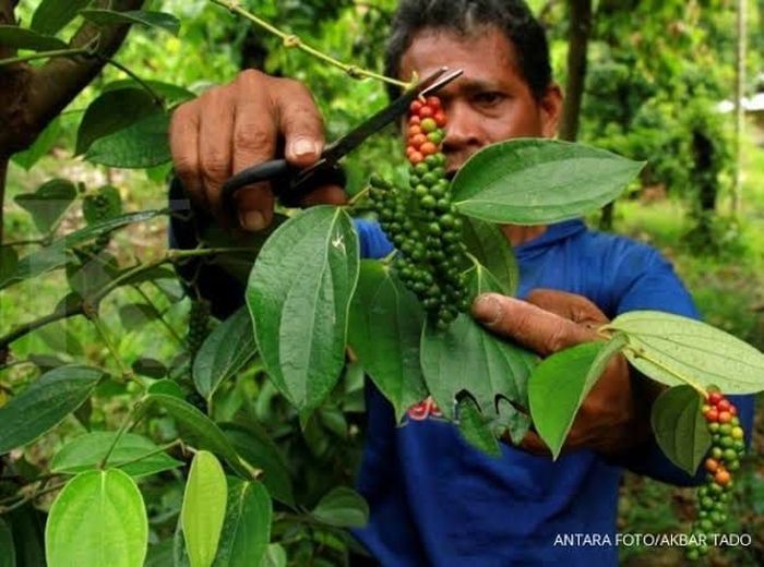Foto: Kementan Foto: Kementan