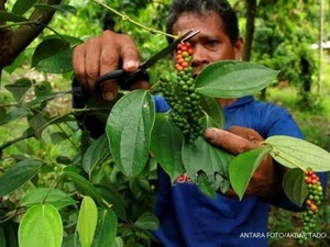Kementan Ingin Kembalikan Kejayaan Rempah