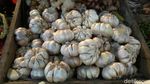 Waduh! Jelang Ramadhan Bawang Putih Tembus Rp 80.000/Kg