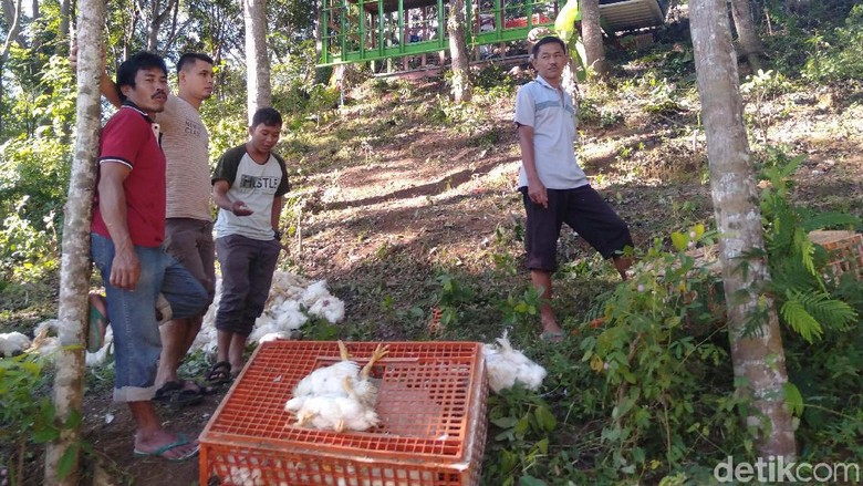 Hindari Motor, Truk Pengangkut 3 Ton Ayam Terbalik di Trenggalek Hindari Motor, Truk Pengangkut 3 Ton Ayam Terbalik di Trenggalek