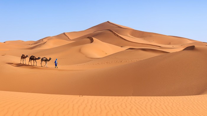 Tuareg with camels on the western part of The Sahara Desert in Morocco. The Sahara Desert is the worlds largest hot desert.