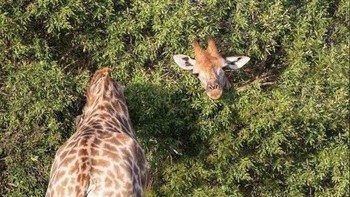 Leher jerapah panjang hingga berbelok ke belakang? Tentu saja bukan. Ada dua jerapah yang menghadap berlawanan arah di sini. Foto: via Trend Chaser