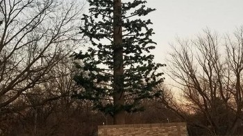 Dari jauh seperti pohon cemara, ternyata itu adalah menara pemancar sinyal yang dibuat menyerupai pohon. Foto: via Trend Chaser