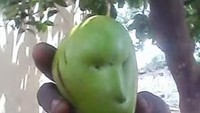 Petik mangga langsung dari pohon, ekspresi buah mangga yang satu ini terlihat jengkel dan marah. Foto: Istimewa