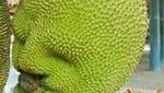 Gemas! Pare hingga Kentang Ini Punya Bentuk Wajah yang Imut dan Ekspresif
