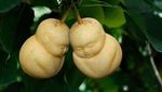 Gemas! Pare hingga Kentang Ini Punya Bentuk Wajah yang Imut dan Ekspresif