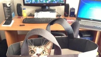 Kucing bertubuh manusia. Foto: facebook.com/Inspire2daycom/