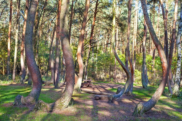 Tidak hanya itu, semua lengkungan pohon ini mengarah ke utara. Sebuah pemandangan unik di tengah hutan yang lebat (iStock) Tidak hanya itu, semua lengkungan pohon ini mengarah ke utara. Sebuah pemandangan unik di tengah hutan yang lebat (iStock)