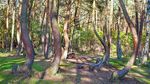 Foto: Hutan Pinus Bengkok yang Misterius