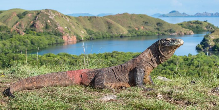 pulau komodo