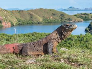Sah! Kenaikan Tiket Komodo Rp 3,75 Juta Ditunda hingga 1 Januari 2023