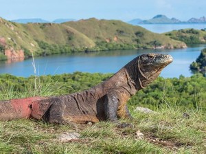 Agar Berkelas, Kemenpar Dorong Pengelolaan Konservasi TN Komodo