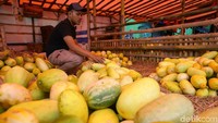 Teksturnya pun akan retak atau sedikit terbelah saat buah sudah matang.
