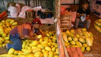 Timun suri yang sudah matang warnanya akan b erubah menjadi kuning pekat.