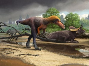 Nenek Moyang T-Rex Ternyata Berukuran Mungil