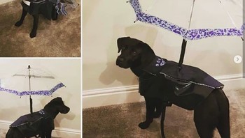 Cara jitu supaya anjing kesayangan tidak kehujanan. (Foto: Brightside)
