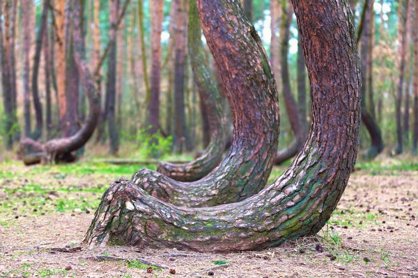80 Tahun yang lalu, bertepatan saat pohon-pohon ini tumbuh, hutan ini masih berada di bawah kekuasaan Jerman. Kemungkinan besar, pohon-pohon ini ditanam oleh masyarakat yang tinggal di sana pada masa itu (iStock) 80 Tahun yang lalu, bertepatan saat pohon-pohon ini tumbuh, hutan ini masih berada di bawah kekuasaan Jerman. Kemungkinan besar, pohon-pohon ini ditanam oleh masyarakat yang tinggal di sana pada masa itu (iStock)