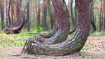 Foto: Hutan Pinus Bengkok yang Misterius