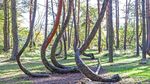 Foto: Hutan Pinus Bengkok yang Misterius