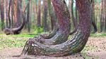 Foto: Hutan Pinus Bengkok yang Misterius