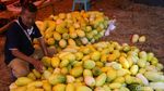 Pedagang Timun Suri Mulai Menjamur