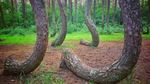 Foto: Hutan Pinus Bengkok yang Misterius