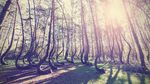 Foto: Hutan Pinus Bengkok yang Misterius