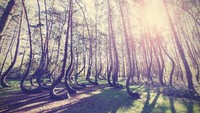 Semua pohon ini melengkung aneh 90 derajat di bagian pangkal dekat tanah, lantas melengkung kembali ke posisi tegak. Itu mengapa nama hutan ini Crooked Forest (iStock)