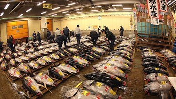 Ikan-ikan dieksploitasi dalam tingkat mencengangkan, dengan 33% pasokan ikan dituai dalam level yang tidak aman pada 2015. Penyebabnya apalagi kalau bukan permintaan makanan yang makin melaju. Foto: Getty Images