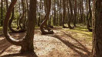 Di bagian tengah hutan di Gryfino, barat laut Polandia memiliki keunikan. Di sana ada sekitar 400 pohon pinus yang berdiri dengan batang meliuk. Lekukan batang yang sangat mencolok menarik perhatian banyak orang (iStock) 