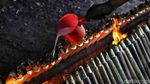 Melihat Pembuatan Lemang Saat Ramadhan