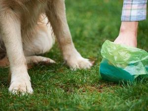 Pemilik Toko Ini Berikan Telur Gratis Sebagai Pengganti Kotoran Anjing
