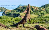 Apakah Labuan Bajo Cuma Buat Wisatawan Tajir?