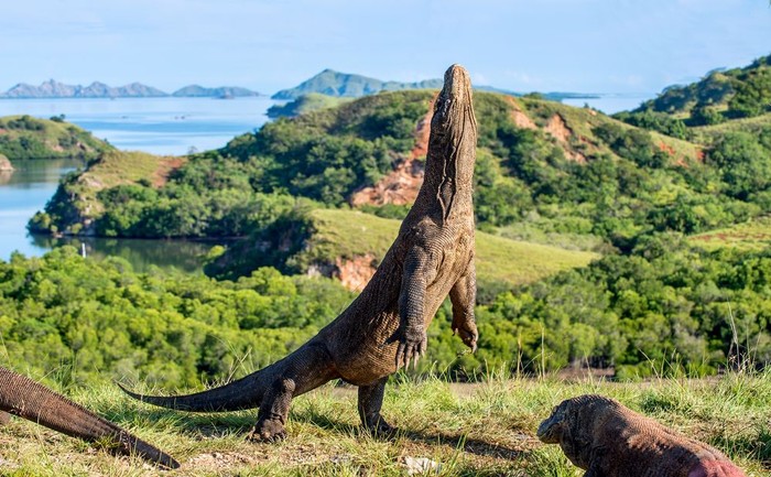 Pulau Komodo